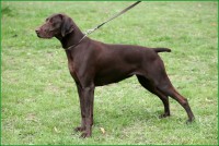 /album/odchovanci/bona-z-cimelickych-strani-jpg/